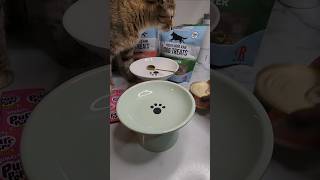 Feed my cats🍽 #asmr #asmrcat #catshorts #cat #catfood #cutecat #cateating #catfeeding #youtube #fypシ