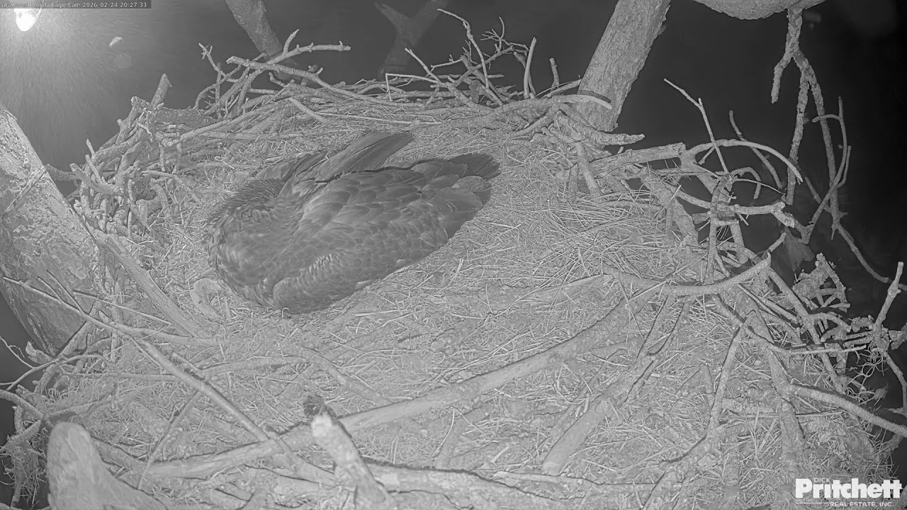 Live webcam view of Southwest Florida Eagle Nest Cam