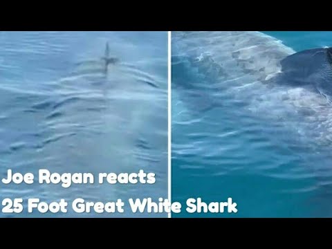 Joe Rogan reacts to 25 Foot Great White Shark in Martha's Vineyard