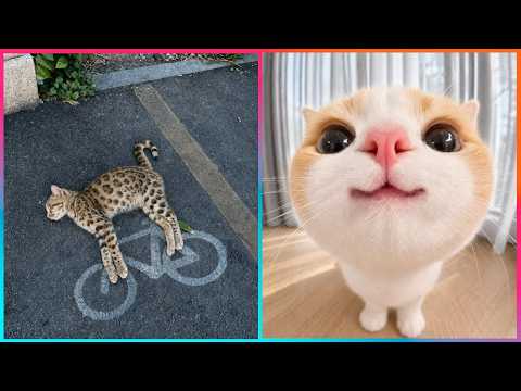 The Funniest Cat Videos Ever