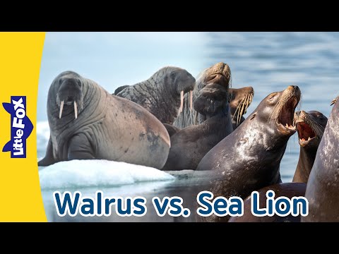 Walrus vs.  Sea Lion | What's the Difference? | Little Fox