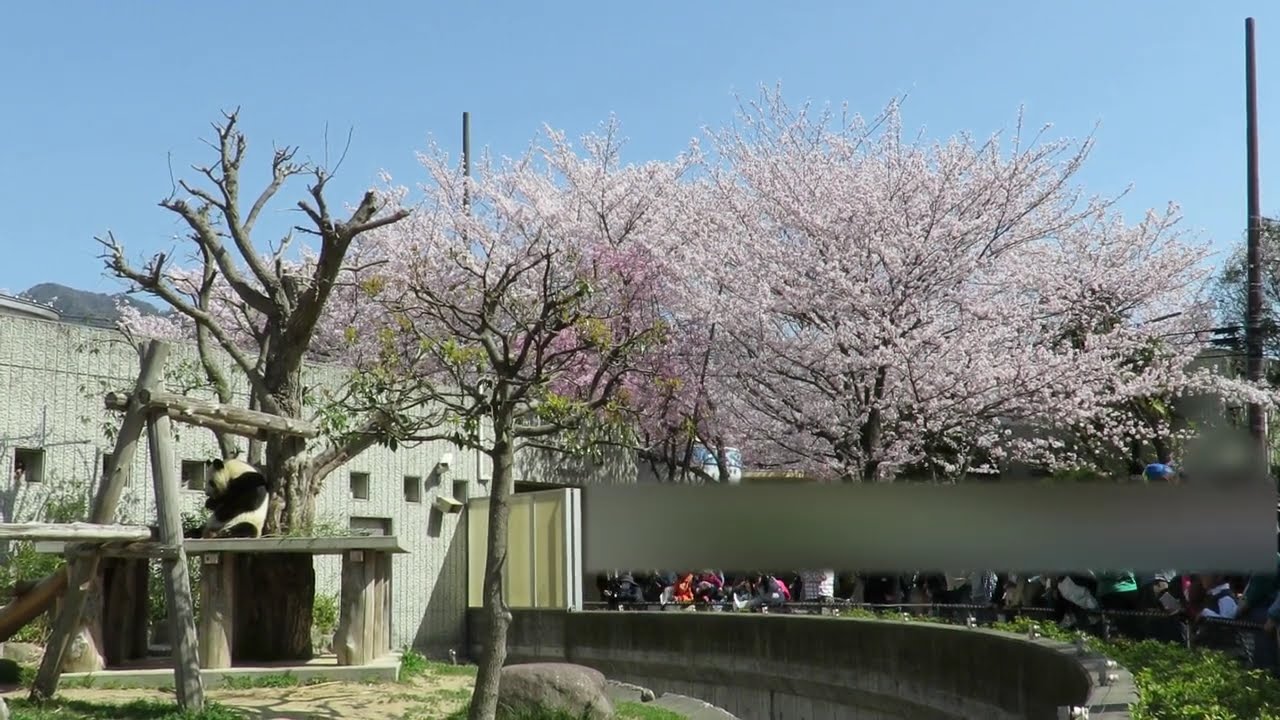 2018年3月30日【選】桜満開とパンダ