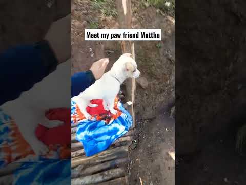 #travel #animals #animallover #dog #dogs #shorts #youtubeshorts #trending #trendingshorts #viral