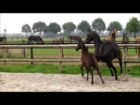 Eichengold 2014 ( Schwarzgold x Hofrat x Schwadroneur )