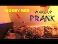 HONEY BEE WAKE UP PRANK GONE WRONG ...