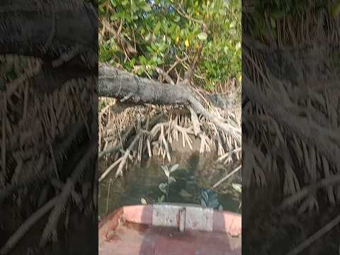 pegando caranguejo 🦀 na vila murajá em Curuçá