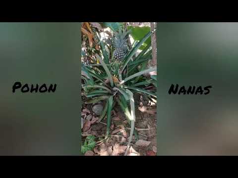 Observasi Objek, Fenomena dan Pesoalan Biologi