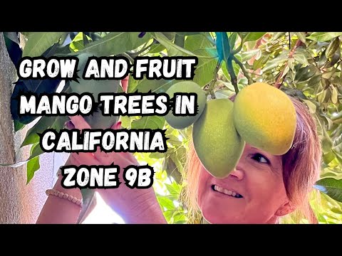 Grow and Fruit Mango Trees in z 9b - Winter Survival Tips