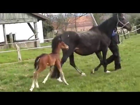 Don Romanov x Laurentio x De Niro