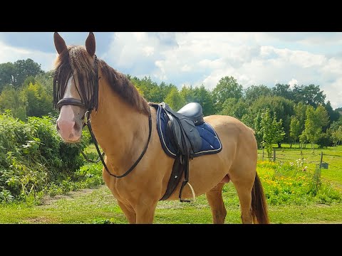 Exercice de dressage n°1 : Le carré de la Guerinière 💪