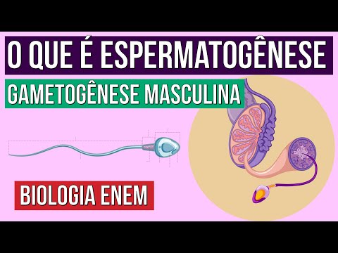 GAMETOGÊNESE MASCULINA: o que é espermatogênese | Resumo de Biologia para o Enem | Claudia Aguiar