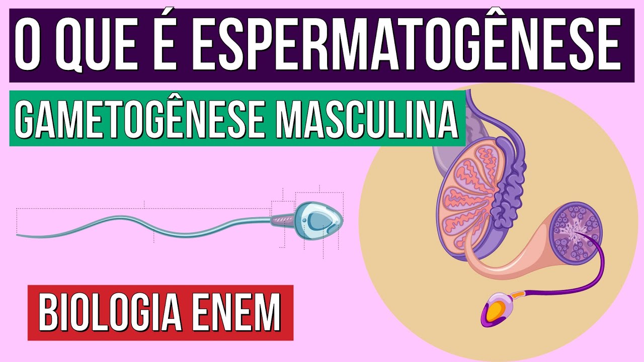 GAMETOGÊNESE MASCULINA: o que é espermatogênese | Resumo de Biologia para o Enem | Claudia Aguiar