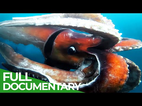 The Bizarre Underwater World of Noto Peninsula