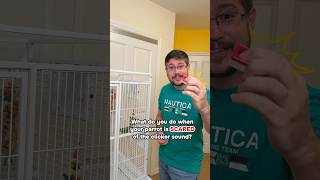 Quaker Parrot Scared of Clicker! What Do You Do if Parrot is Scared of the Clicker Sound?