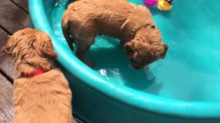 First Puppy Pool Time