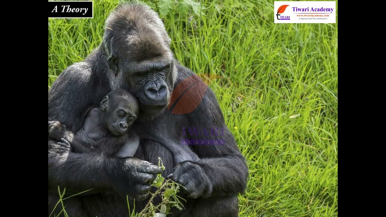 Class 12 Biology Chapter 7 Evolution - Evolution Of Life Forms – A Theory