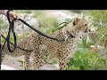 Taking Cheetahs For Walks