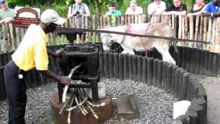 preview picture of video 'Old time cane press, Appleton distillery, Jamaica'