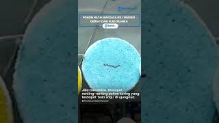 Unik, Pohon Natal Raksasa di GKJ Sragen Dibuat dari Plastik Mika Setinggi 4 Meter