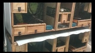 Download lagu ternak murai batu produktif dikandang kecil di ask bird farm klaten mp3 Download lagu ternak murai batu produktif dikandang kecil di ask bird farm klaten mp3