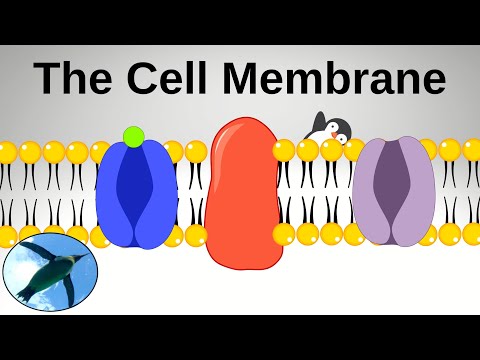 Meet... The Cell Membrane!