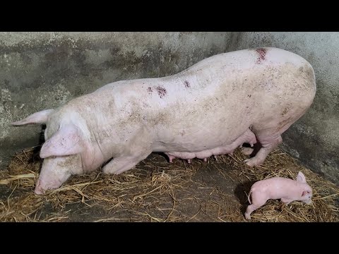 The Bizarre Rituals of a Mother Pig Before She Lies Down