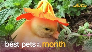 Best Pets of the Month (October 2020) | The Pet Collective