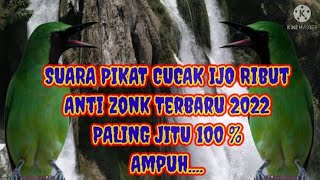 Download lagu SUARA PIKAT CUCAK IJO RIBUT ANTI ZONK TERBARU 2022 PALING JITU 100% AMPUH mp3