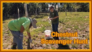 A Quick Chestnut Hunt in the Orchard