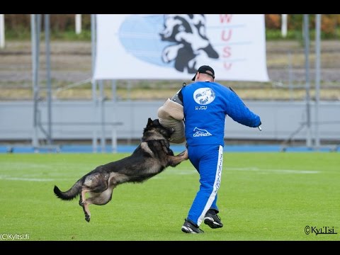 Urri z Kurimskeho haje   WUSV WM 2015   C:95