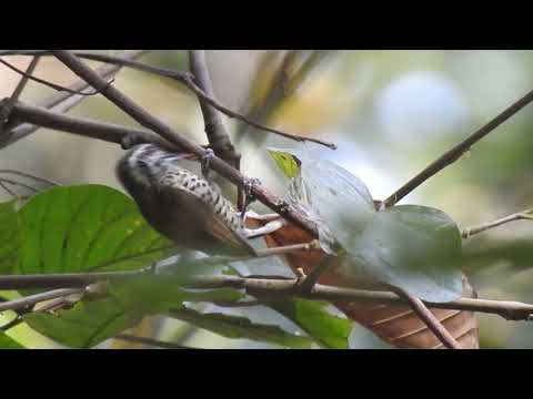 Speckled Piculet