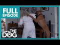 The 38kg Dog That Runs The Household Season 2 Episode 5 It S Me Or The Dog UK 2021