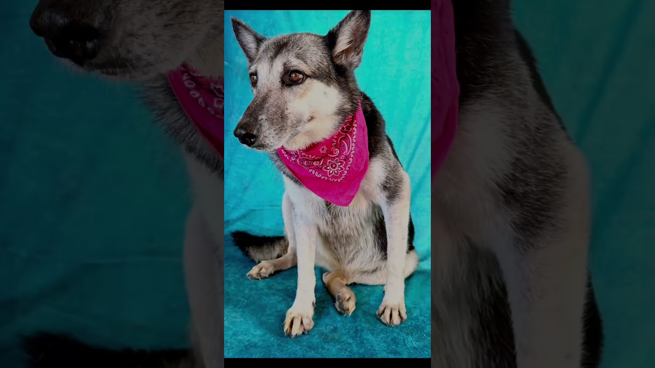 Enlarge Luna, a Adoptable mixed breed in Nashua, NH video 6/6