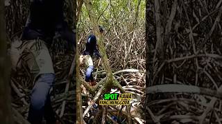 Download lagu Mencoba memancing ikan di hutan bakau. lihat hasilnya apa? #bakau #memancing mp3