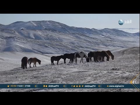 , title : 'تقرير | الخيول البرية تعود للظهور مجددا في سهول منغوليا'