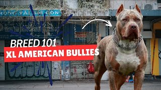 XL American Bully Dog: 101 All You Need To Know