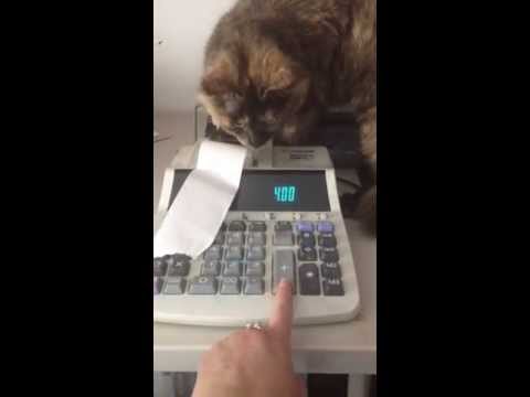 Kitty and the Calculator