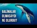 Dünyada Hiç Balina Olmasaydı Ne Olurdu