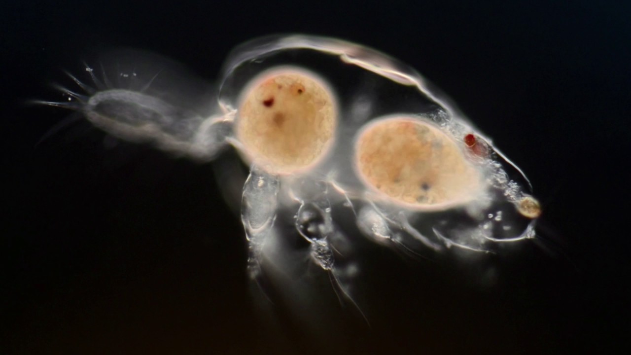 A Journey Inside the Micro-world | Wim van Egmond | TEDxGateway