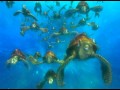 Cortes Procurando Nemo