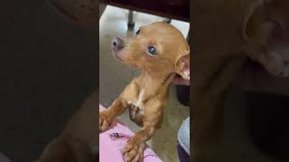 Video preview image #1 Chihuahua Puppy For Sale in York, SC, USA