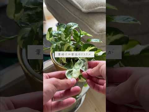 メンテナンス不要の室内吊り下げ多肉植物：お家に吊るせる8種  庭園