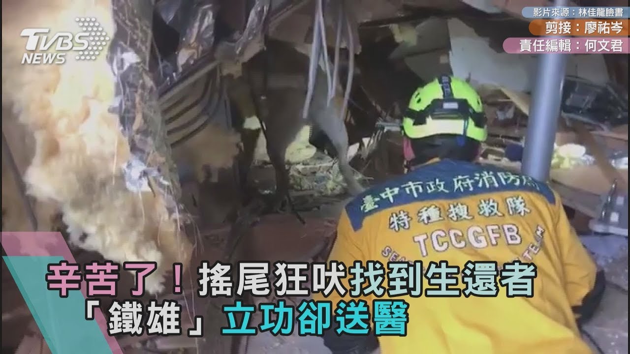 累壞！搖尾狂吠找到生還者　「鐵雄」立功卻送醫