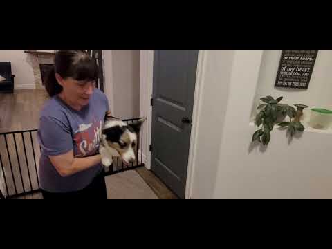 Sameen AKC Virtual Scent Work Test - Beginner level, 1st Test