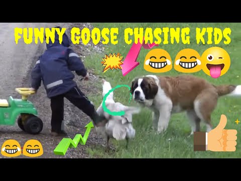 Funny Goose Chasing Kids Compilationll Funny Babies and Pets