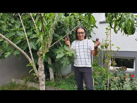 Sehr große, süße Feigen / Turca und Bananenfeige | Faruk Kanoglu
