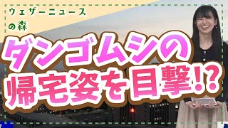 【大島璃音】激レア!?貴重な帰宅姿を目撃して嬉しいのんちゃん【切り抜き】ウェザーニュースの森【ウェザ森】