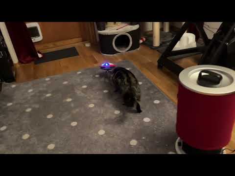 Leia meets LOLA #starwars #droid #cats