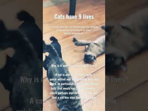 The Truth about Cats having 9 lives