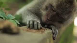 South East Asia | Future Islands | Back in the Tall Grass